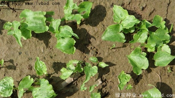 <a href='http://m.fscangbo.com/yaocaizhongzi/2303.html' target='_blank'>天南星種子</a>