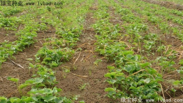 天南星<a href='http://m.fscangbo.com/' target='_blank'>種子</a>