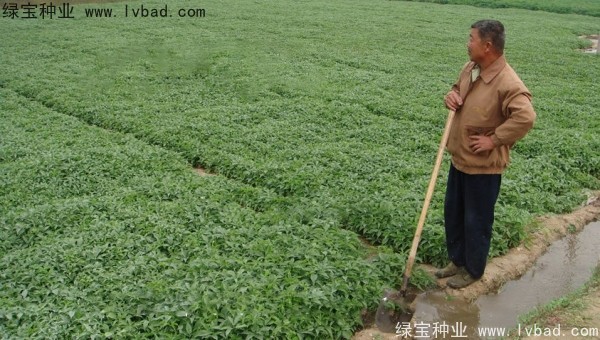 天南星<a href='http://m.fscangbo.com/' target='_blank'>種子</a>