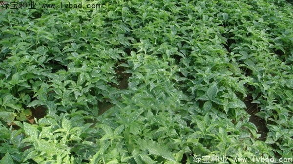 <a href='http://m.fscangbo.com/yaocaizhongzi/2303.html' target='_blank'>天南星種子</a>