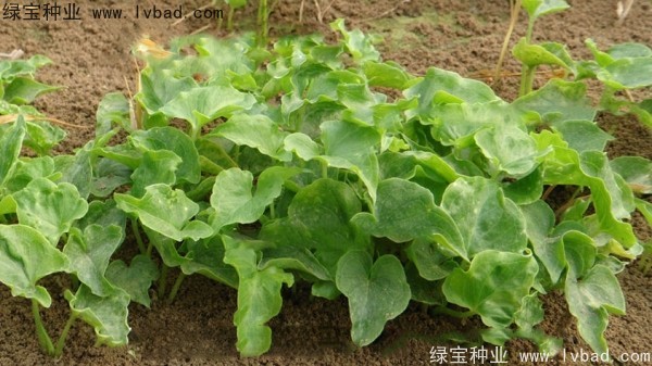 <a href='http://m.fscangbo.com/yaocaizhongzi/2303.html' target='_blank'>天南星種子</a>
