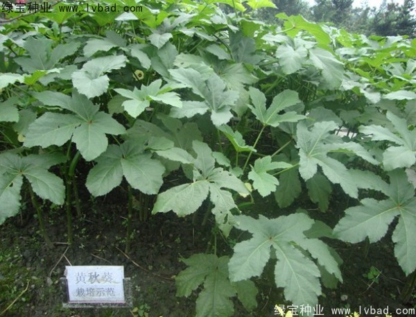 <a href='http://m.fscangbo.com/yaocaizhongzi/2331.html' target='_blank'>黃秋葵種子</a>