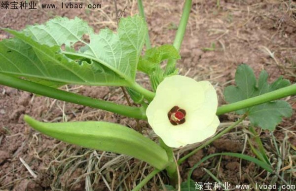 <a href='http://m.fscangbo.com/yaocaizhongzi/2331.html' target='_blank'>黃秋葵種子</a>
