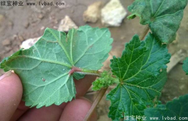 黃秋葵<a href='http://m.fscangbo.com/' target='_blank'>種子</a>