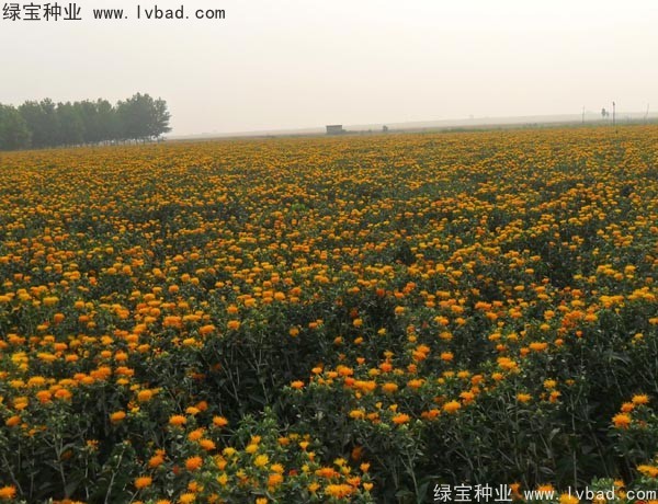 <a href='http://m.fscangbo.com/yaocaizhongzi/2335.html' target='_blank'>紅花種子</a>