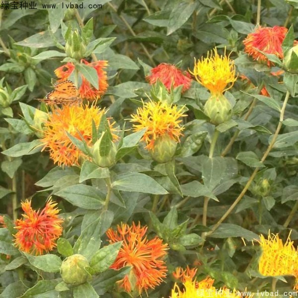 <a href='http://m.fscangbo.com/yaocaizhongzi/2335.html' target='_blank'>紅花種子</a>