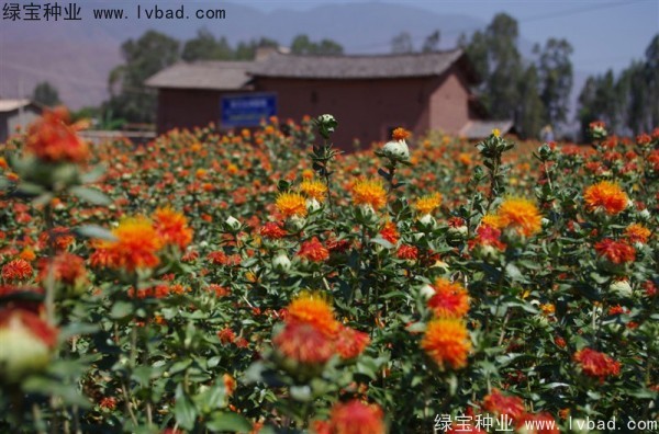 <a href='http://m.fscangbo.com/yaocaizhongzi/2335.html' target='_blank'>紅花</a><a href='http://m.fscangbo.com/' target='_blank'>種子</a>