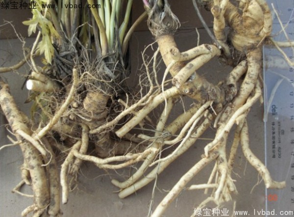 <a href='http://m.fscangbo.com/yaocaizhongzi/2349.html' target='_blank'>防風(fēng)種子</a>