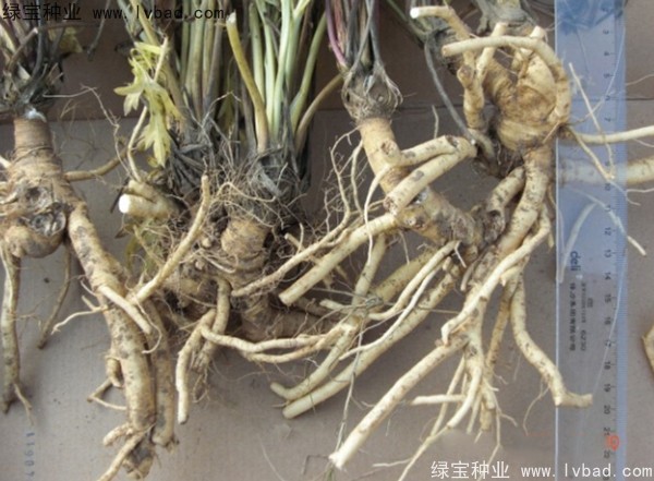 <a href='http://m.fscangbo.com/yaocaizhongzi/2349.html' target='_blank'>防風(fēng)種子</a>