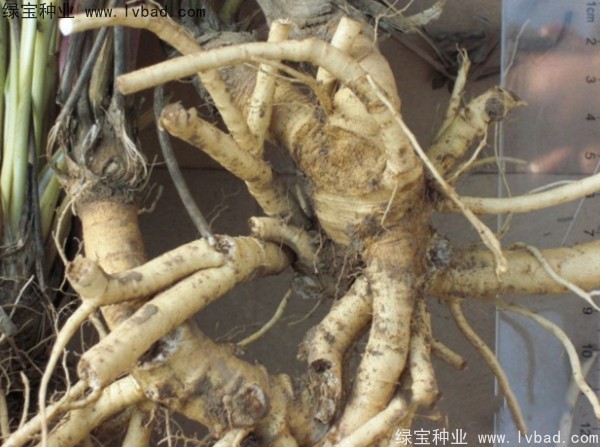 防風(fēng)<a href='http://m.fscangbo.com/' target='_blank'>種子</a>