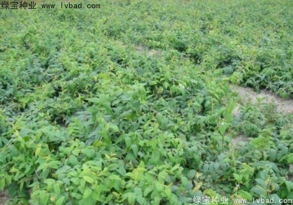 金銀花<a href='http://m.fscangbo.com/' target='_blank'>種子</a>