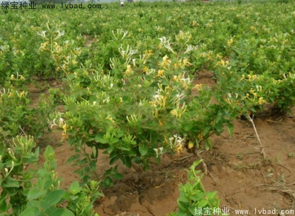 <a href='http://m.fscangbo.com/yaocaizhongzi/2356.html' target='_blank'>金銀花種子</a>