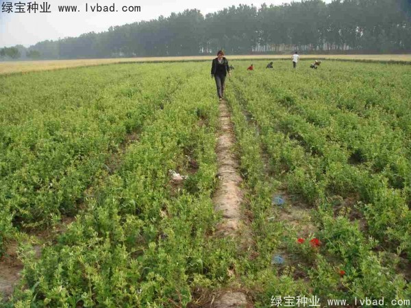 金銀花<a href='http://m.fscangbo.com/' target='_blank'>種子</a>