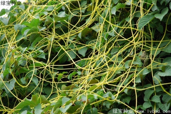 <a href='http://m.fscangbo.com/yaocaizhongzi/2369.html' target='_blank'>菟絲子種子</a>