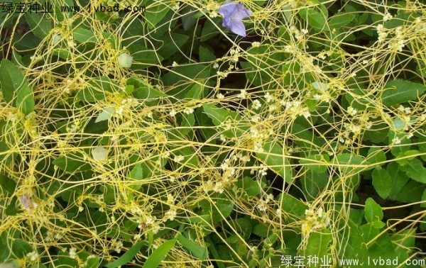 <a href='http://m.fscangbo.com/yaocaizhongzi/2369.html' target='_blank'>菟絲子種子</a>