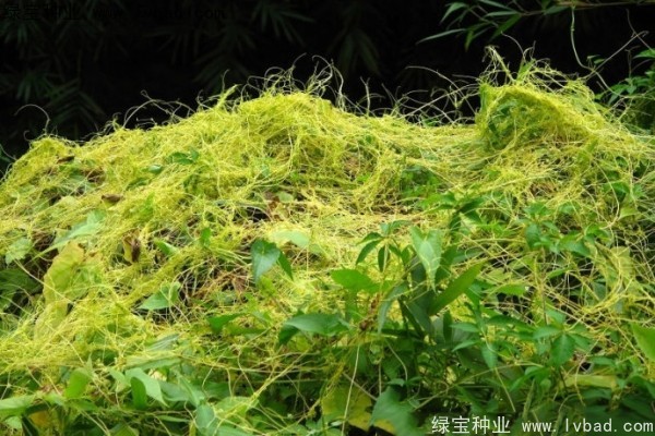 <a href='http://m.fscangbo.com/yaocaizhongzi/2369.html' target='_blank'>菟絲子</a><a href='http://m.fscangbo.com/' target='_blank'>種子</a>