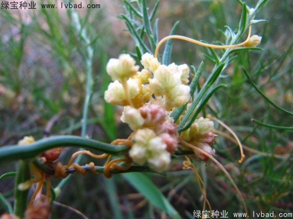 <a href='http://m.fscangbo.com/yaocaizhongzi/2369.html' target='_blank'>菟絲子種子</a>