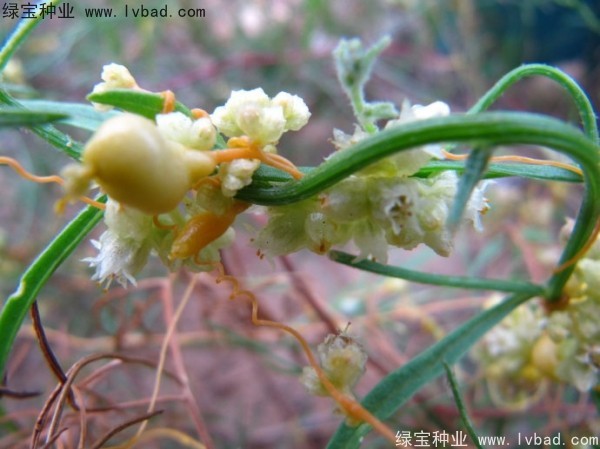菟絲子<a href='http://m.fscangbo.com/' target='_blank'>種子</a>