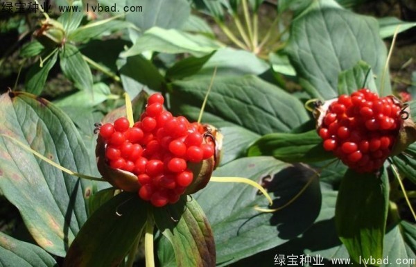 <a href='http://m.fscangbo.com/yaocaizhongzi/2373.html' target='_blank'>重樓種子</a>