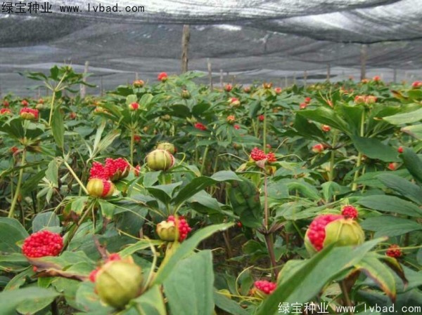 <a href='http://m.fscangbo.com/yaocaizhongzi/2373.html' target='_blank'>重樓種子</a>