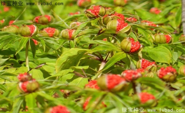 重樓<a href='http://m.fscangbo.com/' target='_blank'>種子</a>