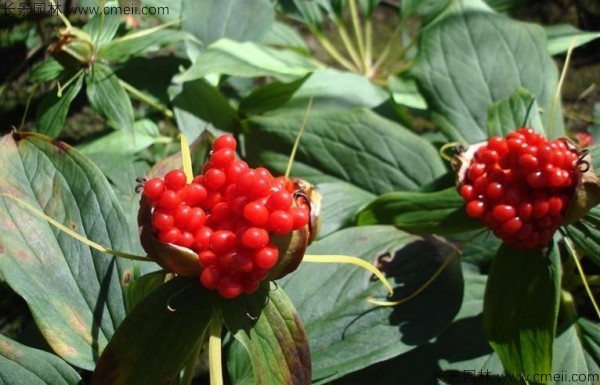 <a href='http://m.fscangbo.com/yaocaizhongzi/2348.html' target='_blank'>獨角蓮種子</a>發(fā)芽出苗圖片