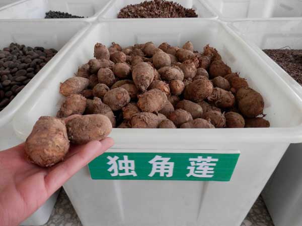 <a href='http://m.fscangbo.com/yaocaizhongzi/2348.html' target='_blank'>獨角蓮</a>種球種根圖片