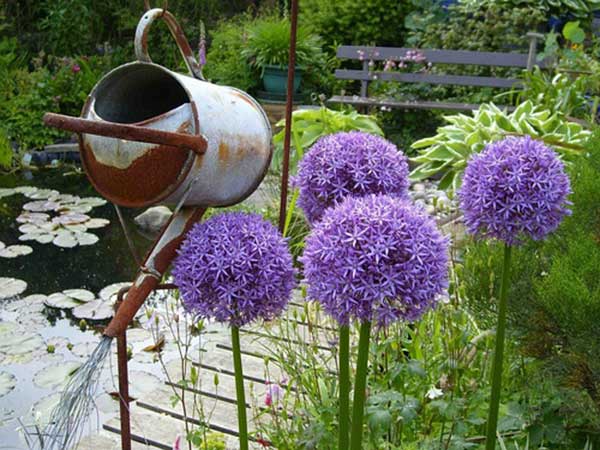 <a href='http://m.fscangbo.com/caohuazhongzi/1039.html' target='_blank'>大花蔥種子</a>發(fā)芽出苗開花圖片