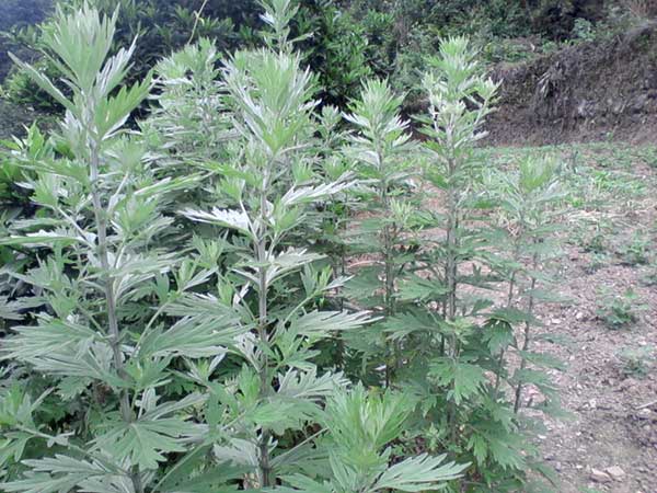 艾草<a href='http://m.fscangbo.com/' target='_blank'>種子</a>發(fā)芽出苗圖片
