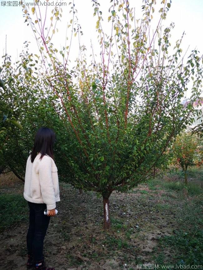 紅梅花紅梅樹苗木植物