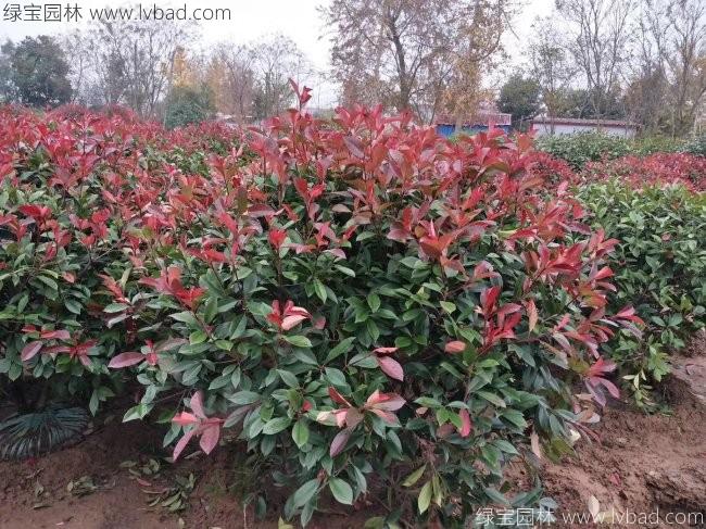 <a href='http://m.fscangbo.com/linmuzhongzi/1747.html' target='_blank'>紅葉石楠</a>球