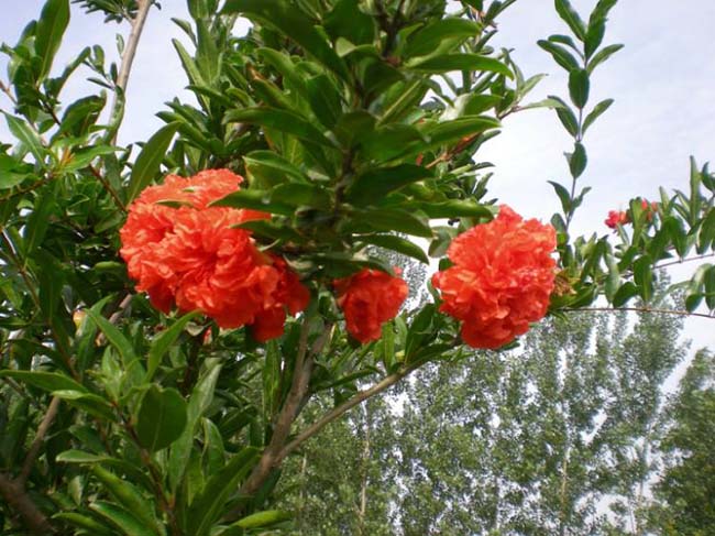 <a href='http://m.fscangbo.com/xingdaoshu/3364.html' target='_blank'>石榴樹(shù)</a>
