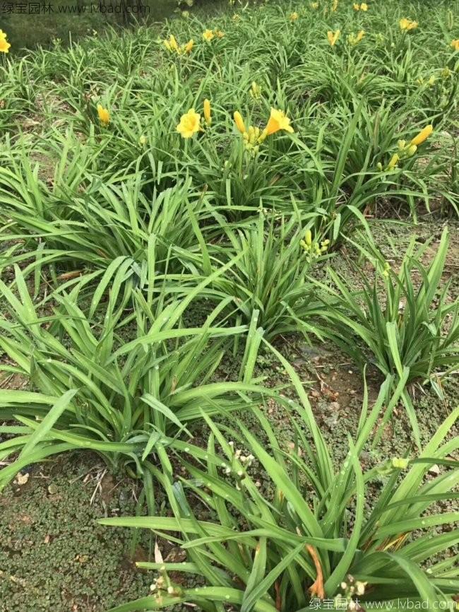 萱草