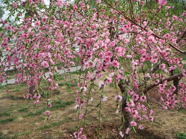 <a href='http://m.fscangbo.com/xiaoqiaomu/3558.html' target='_blank'>垂梅</a>