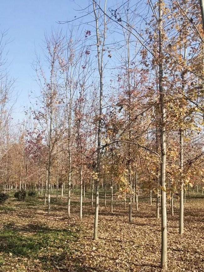 美國(guó)紅楓