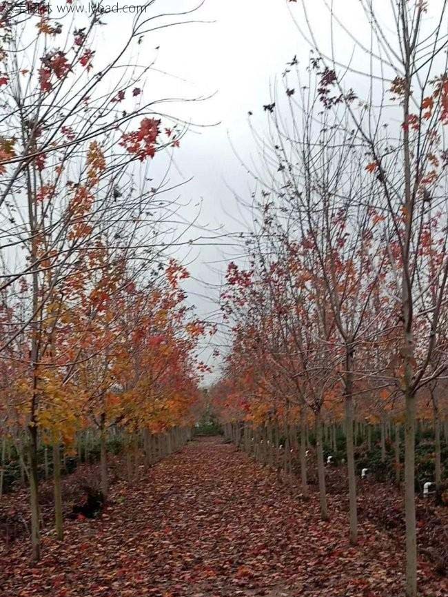 美國(guó)紅楓