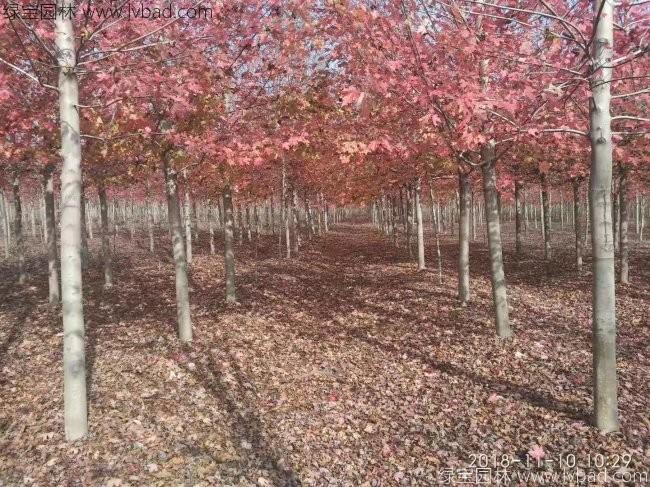 美國(guó)紅楓
