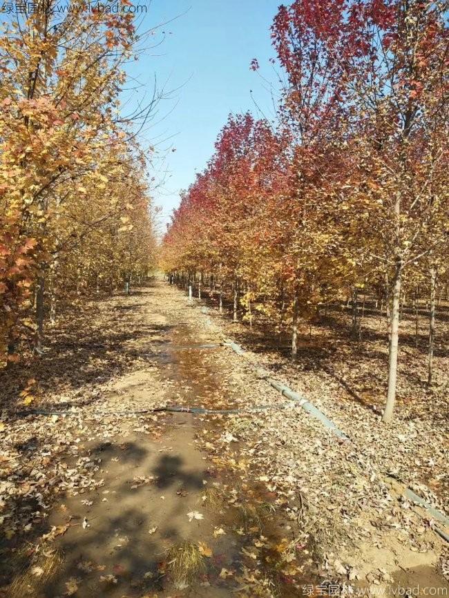 美國(guó)紅楓