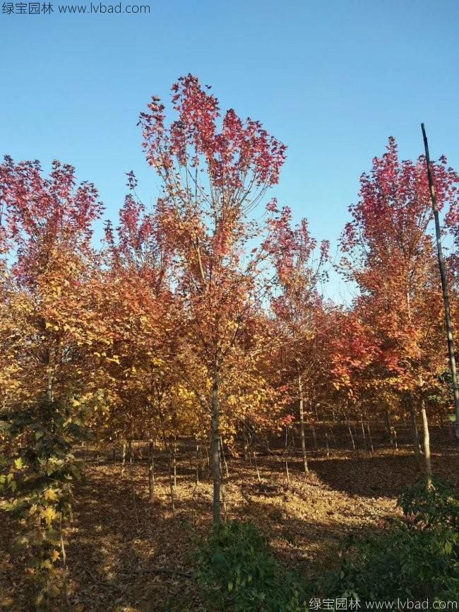 美國(guó)紅楓