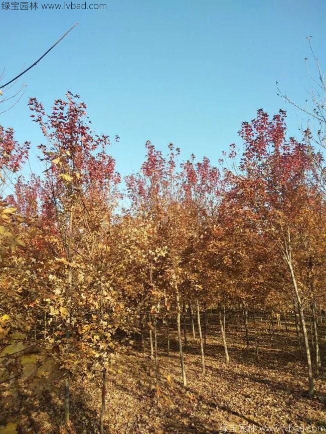 美國(guó)紅楓
