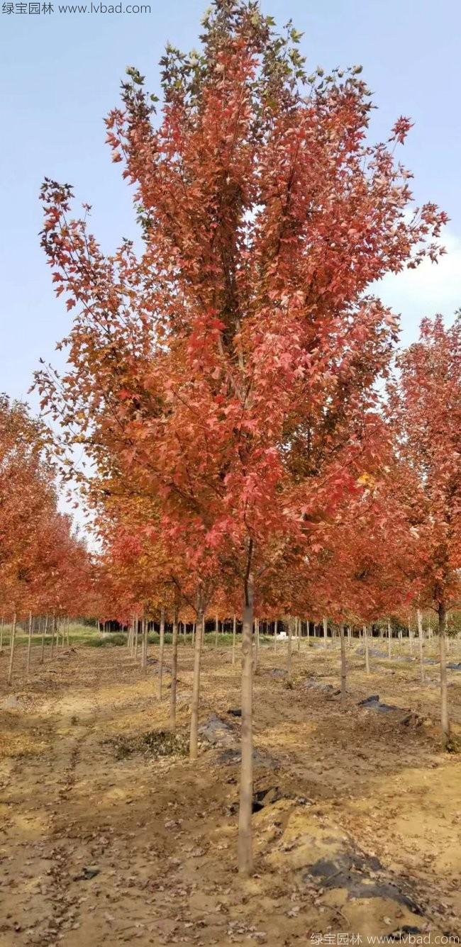 美國(guó)紅楓