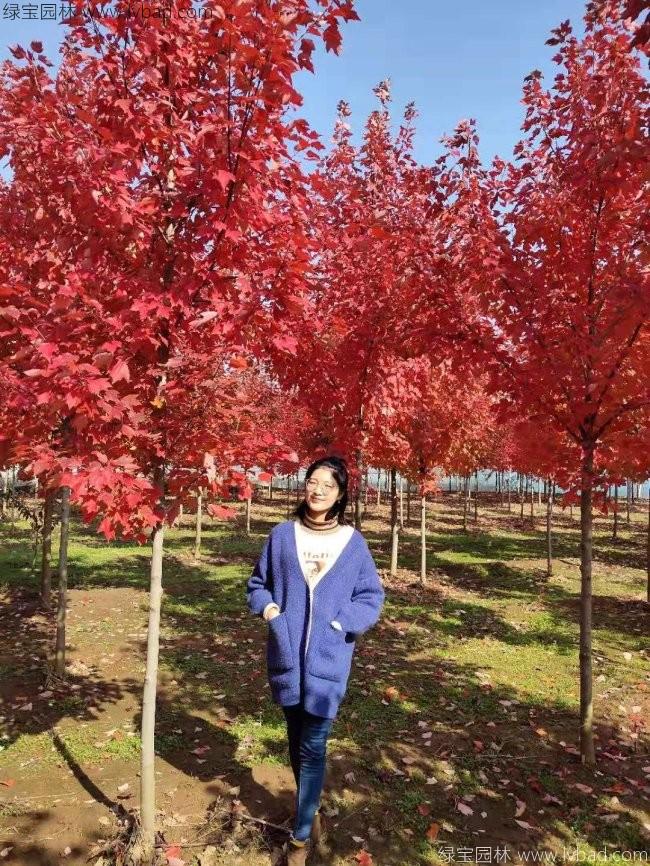 美國(guó)紅楓