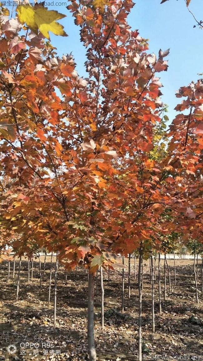 美國(guó)紅楓
