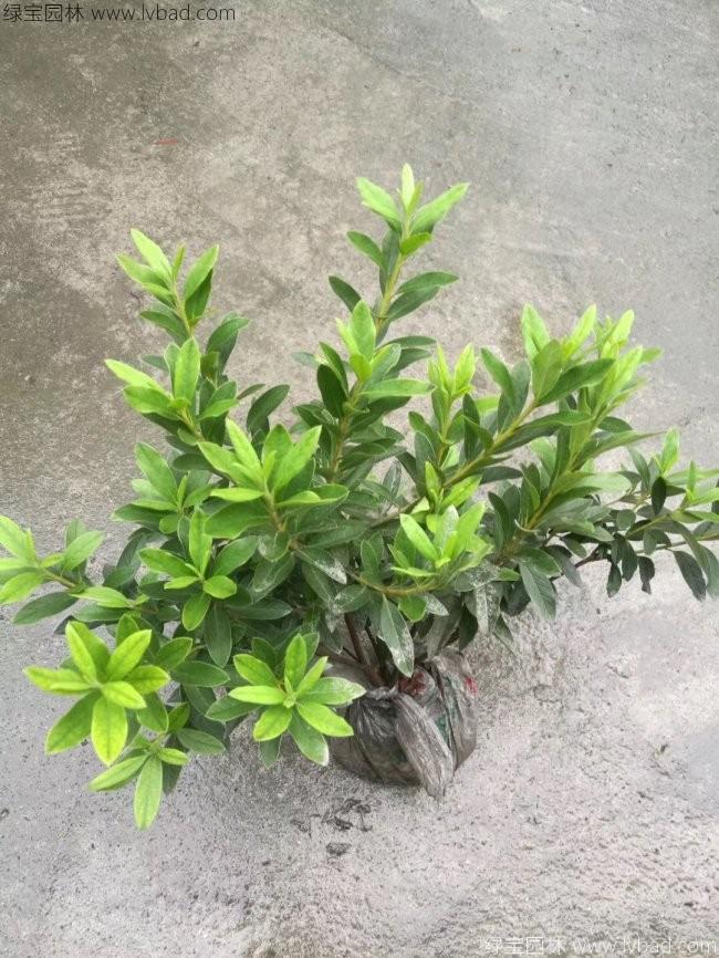 毛鵑