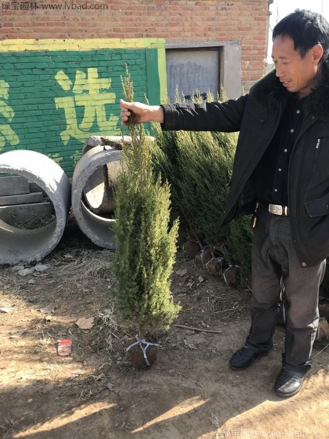 松樹