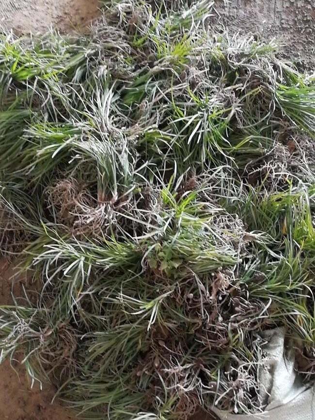 <a href='http://m.fscangbo.com/caobenzhiwu/3392.html' target='_blank'>細(xì)葉麥冬草</a> 細(xì)葉<a href='http://m.fscangbo.com/linmuzhongzi/1695.html' target='_blank'>麥冬草</a>