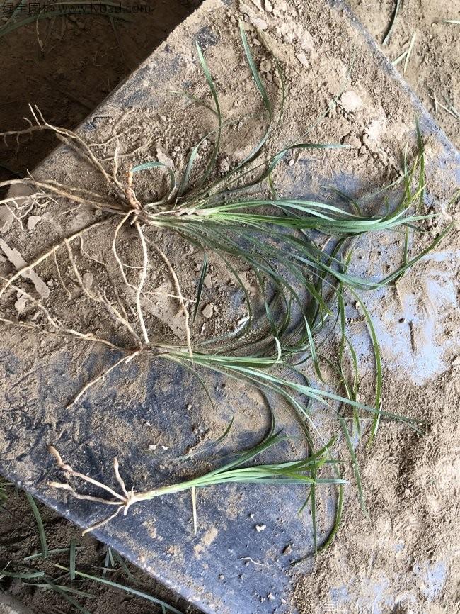 細(xì)葉<a href='http://m.fscangbo.com/linmuzhongzi/1695.html' target='_blank'>麥冬草</a> 細(xì)葉麥冬草