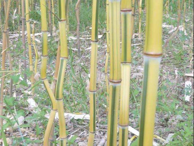 <a href='http://m.fscangbo.com/zhumiaozhuzi/3448.html' target='_blank'>金鑲玉竹</a>