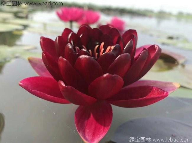 <a href='http://m.fscangbo.com/shuishengshuicao/3439.html' target='_blank'>荷花種苗</a>