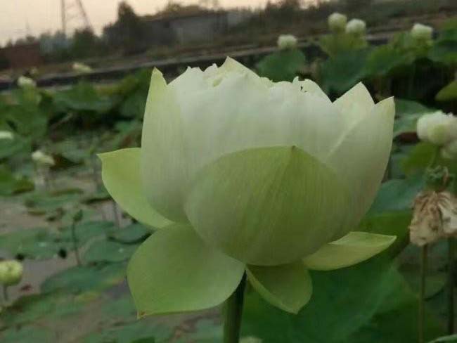 <a href='http://m.fscangbo.com/shuishengshuicao/5941.html' target='_blank'>蓮藕苗</a>